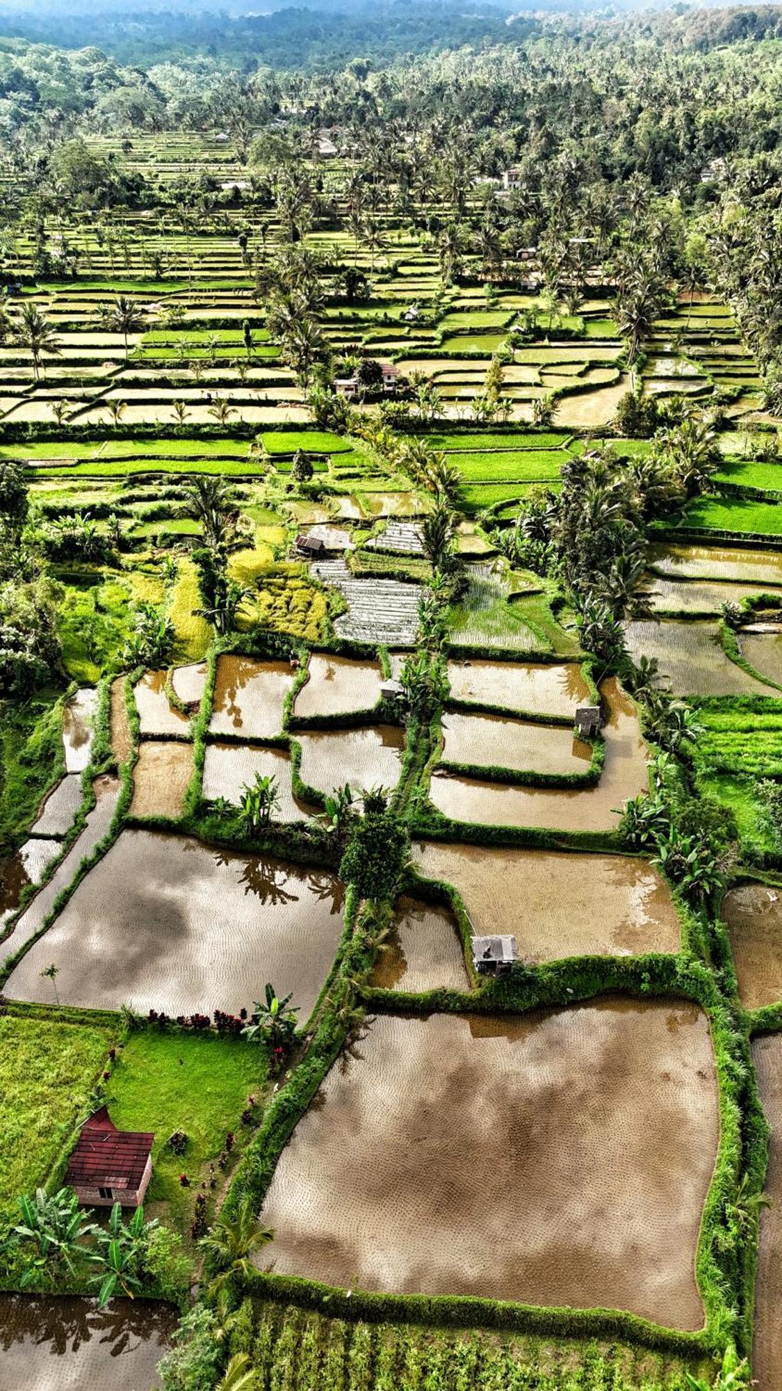 The Alam Tetebatu Bungalow & Restaurant エクステリア 写真